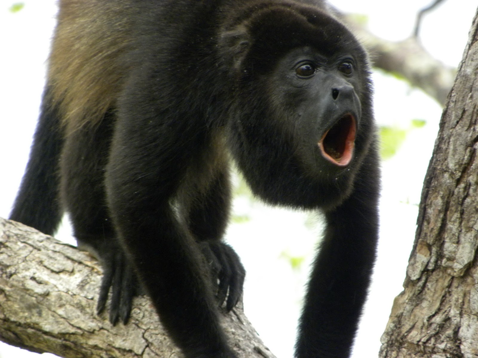 Pura Jungla Treehouse Visitors
